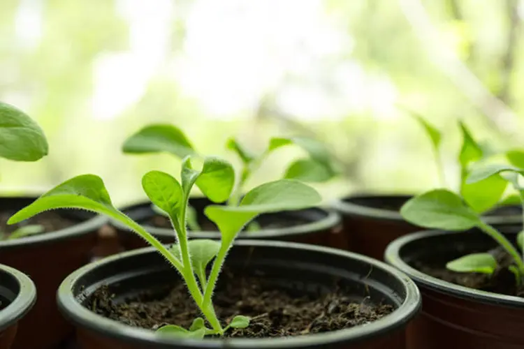 Plantas: a pesquisa sugere que a ação da anestesia sobre os níveis celulares e orgânicos dos animais é similar à das plantas (Thinkstock/Thinkstock)