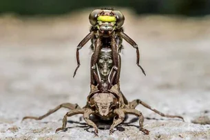 Crise climática pode impactar vida sexual dos insetos, diz estudo