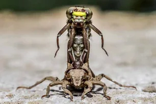 Imagem referente à matéria: Crise climática pode impactar vida sexual dos insetos, diz estudo