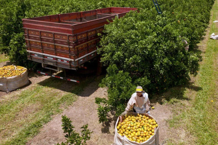 Trabalhadores colhem laranjas na Sucocítrico Cutrale: a empresa, que tem sede em Araraquara, não publica resultados financeiros
 (Marcos Issa/Bloomberg)