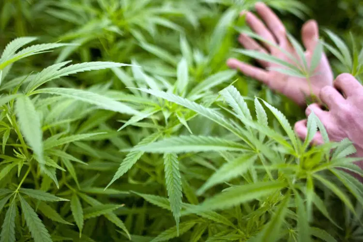 Maconha: vidro de óleo de cannabis para epilepsia tem um preço de 1,8 milhão de guaranis (US$ 323) e as gotas oncológicas de 1,13 milhão (US$ 235) (Getty Images/Getty Images)