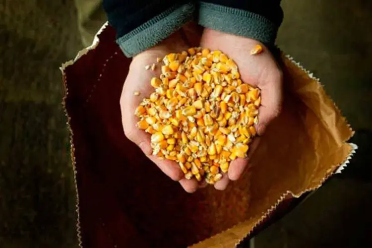 Milho: "O estudo identificou 100 genes, entre os 40 mil que compõem o genoma do milho, que influenciam na adaptação à latitude, à altitude, além do período de crescimento e o ponto no qual as plantas de milho florescem no campo" (foto/Getty Images)