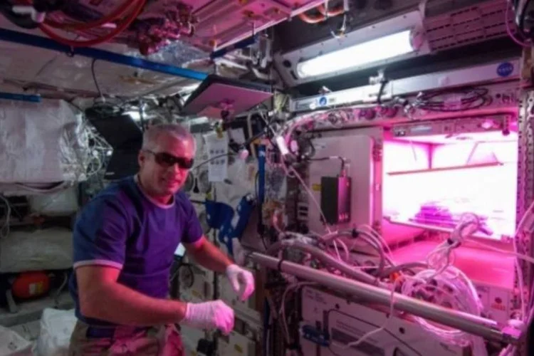 
	&quot;Fazenda espacial&quot;: sistema Veggie partiu da Terra a bordo da nave SpaceX-3 em abril
 (NASA/Koichi Wakata)