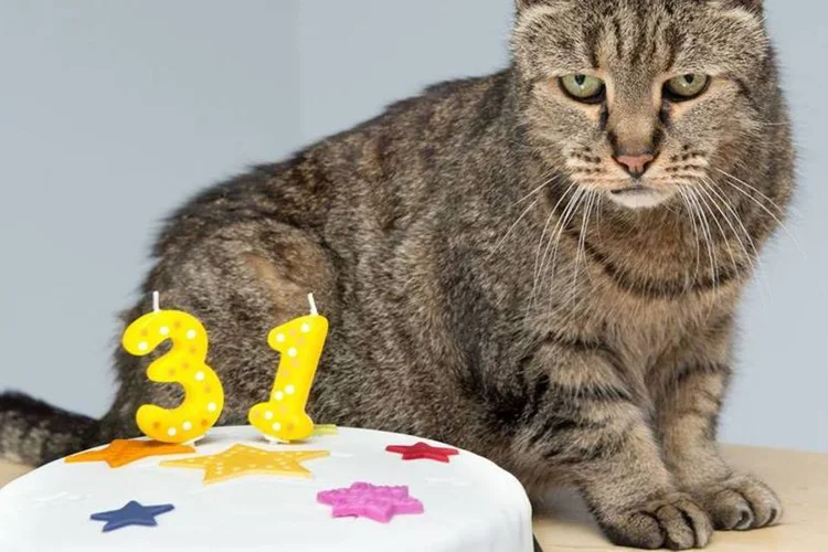 Nutmeg: 31 anos e quase nenhum dente na boca (Reprodução/FacebookWestwayVeterinaryGroup)