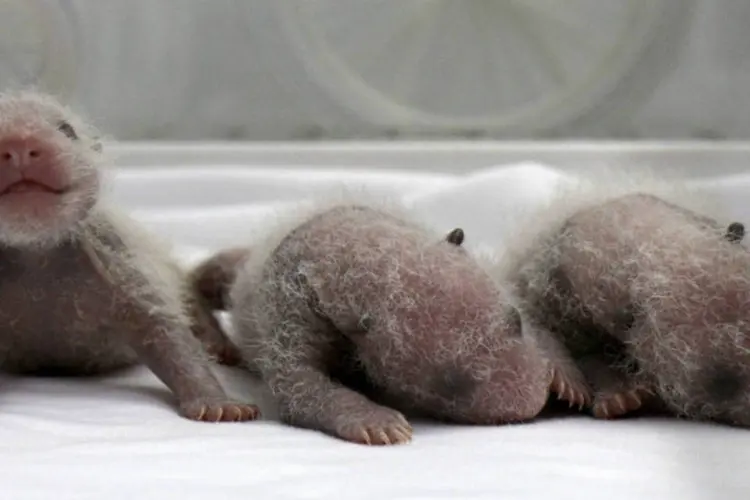 Trigêmeos recém-nascidos de panda gigante são vistos dentro de uma incubadora no Parque Chimelong na China (REUTERS/China Daily)