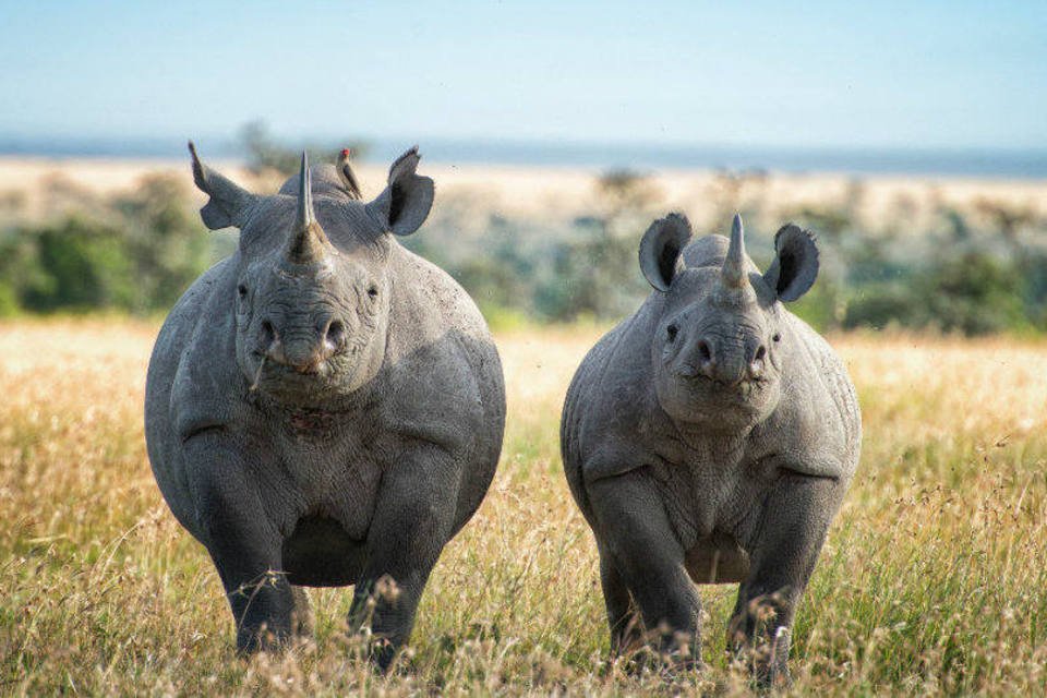 Rinocerontes: para executiva, apoiar a diversidade é como salvá-los. Todos são a favor, mas poucos se mobilizam