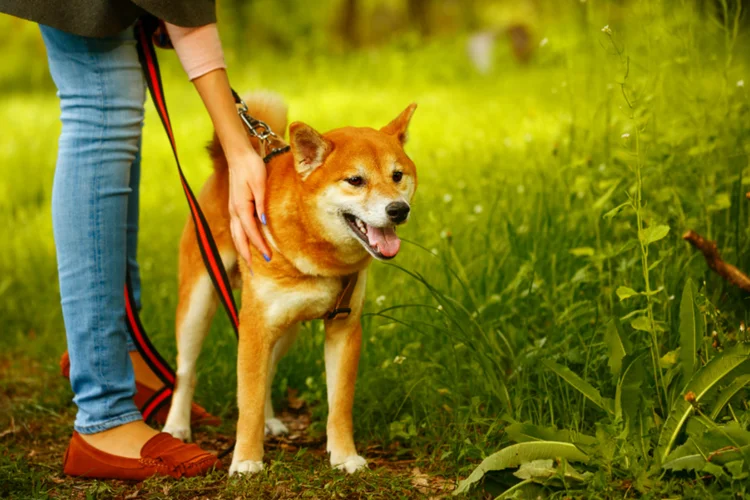 Carreiras animais (Thinkstock/Vagengeym_Elena)