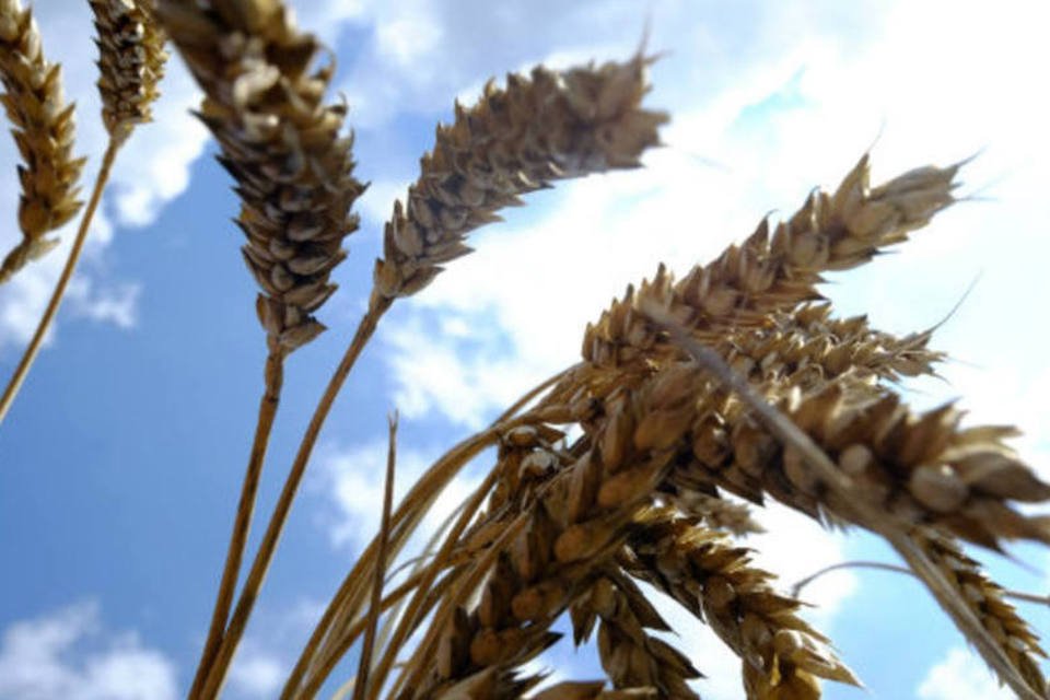 Trigo: Paraná deve semear 1,04 milhão de hectares com trigo no atual ciclo 2017/18, alta de 7% frente ao ciclo anterior (Vincent Mundy/Bloomberg)