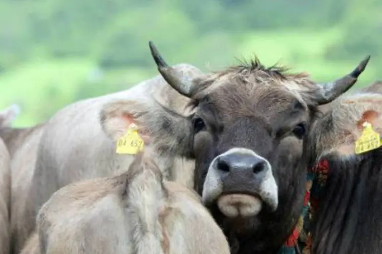 
	Vacas: a vaquejada passa a ser considerada uma pr&aacute;tica ilegal, relacionada a maus-tratos a animais
 (AFP)