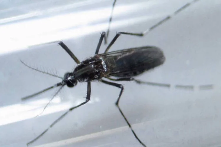 Mosquito Aedes aegypti, transmissor do Zika vírua (Daniel Becerril/File Photo/Reuters)