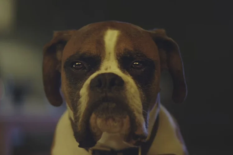 Comercial: a produção atual conta a rotina de uma família e de seu cachorro boxer chateado por não poder sair à noite (Reprodução)