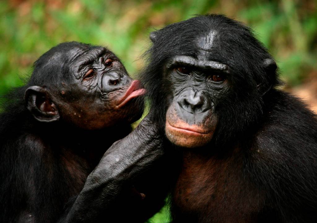 Macacos bonobos também precisam de óculos quando envelhecem