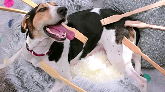 Cachorro sem dono tem "melhor dia da vida" em campanha da Canon