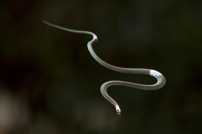 Com aerodinâmica única, cobra venenosa pode "voar" até 24 metros