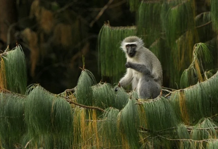 Fêmea de macaco na África do Sul (Juan Mabromata/AFP)