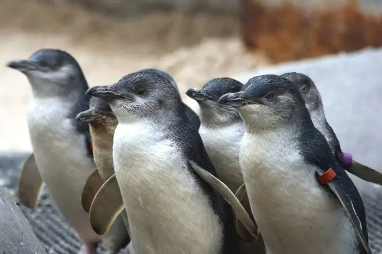 Pinguins-azuis: para proteger o caminho que eles fazem todos os dias do mar para seus ninhos em terra, moradores da cidade de Oamaru construíram um túnel exclusivo para eles (Thinkstock)