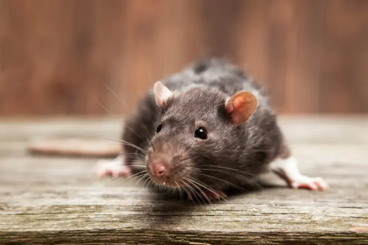 Ratos: pulgas infectadas presentes em roedores são o principal meio de transmissão da bactéria que causa a peste bubônica (GeorgeDolgikh/Thinkstock)
