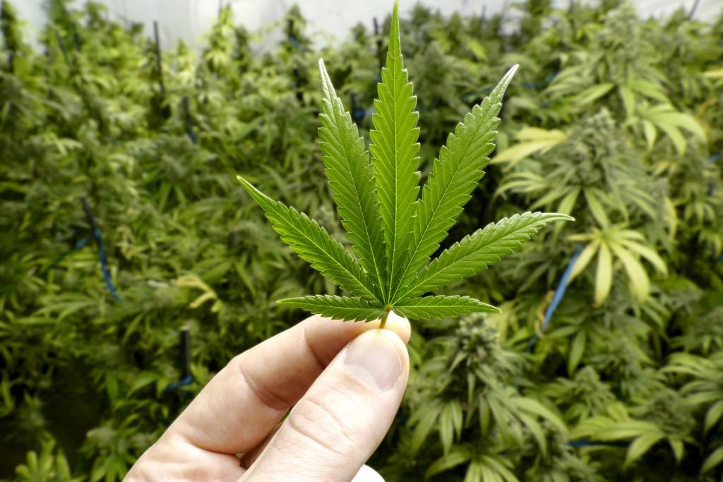 Maconha: a operação torna a Aurora Cannabis uma das maiores produtoras da planta no Canadá (Thinkstock/OpenRangeStock)