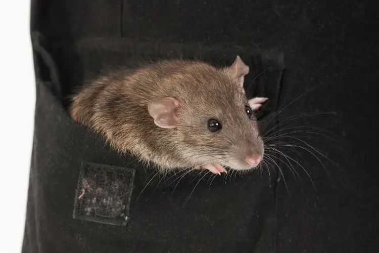 Ratos costumam aparecer em locais que serão muito utilizados nos Jogos (Argument)