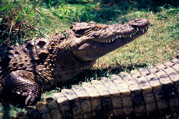 Crocodilo ataca casal em piscina de resort na África