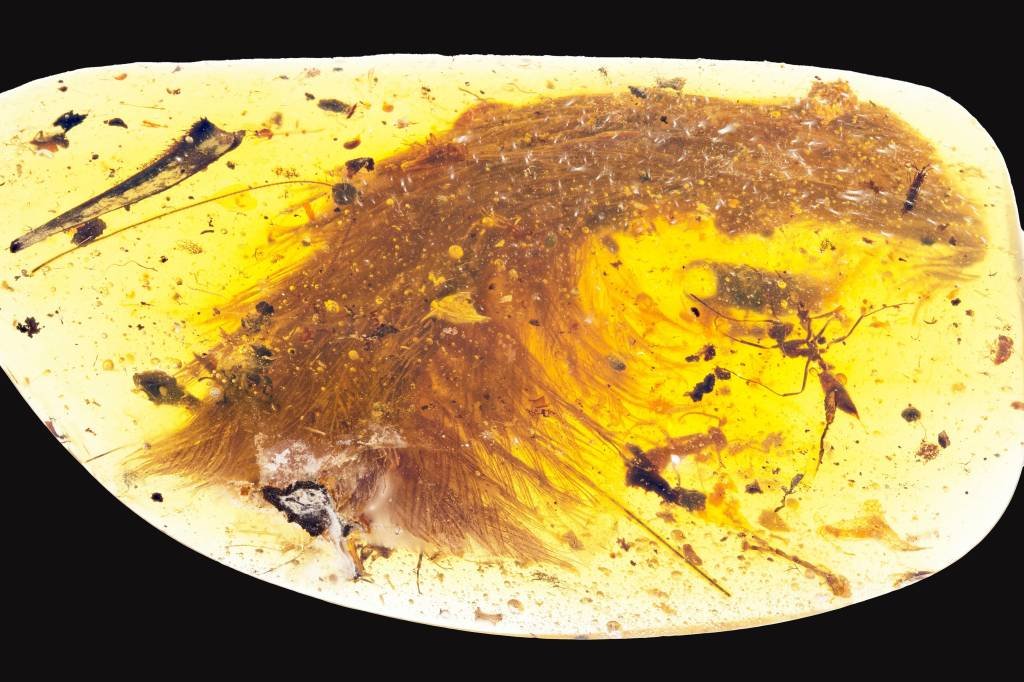 Cauda de dinossauro com penas é encontrada em pedaço de âmbar