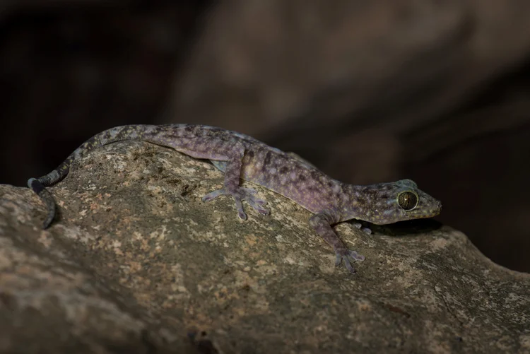Espécie Gekko Bonkowski fotografada em Mekong (WWF/Thomas Calame/Reuters)