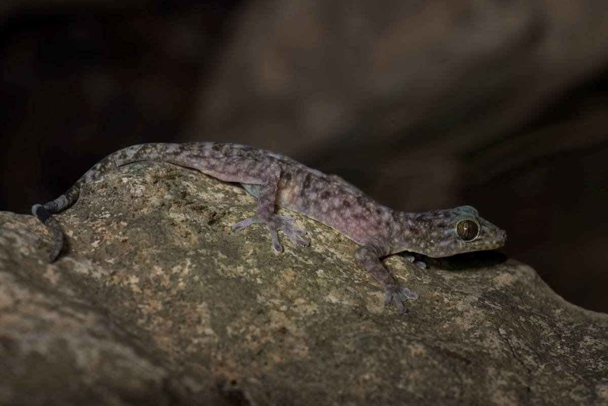 Cobra arco-íris: nova espécie de cobra é descoberta no Vietnã