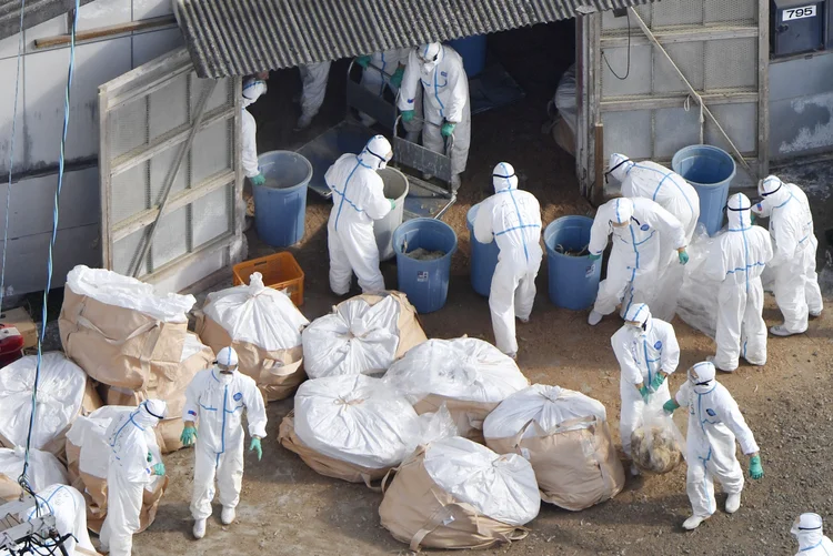 Funcionários recolhem aves sacrificadas por gripe aviária no Japão (Kyodo/Reuters)
