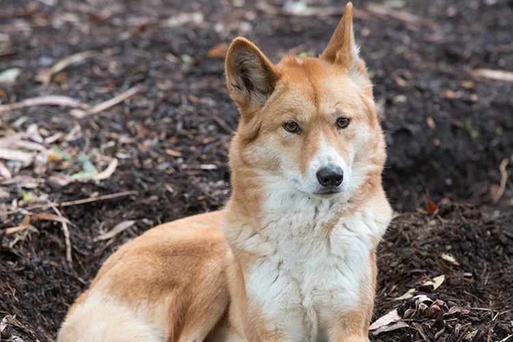 Dingo: cão selvagem é natural da Ásia (Reprodução/Thinkstock)