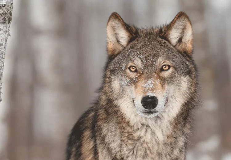 Lobo em floresta (hkuchera/Thinkstock)