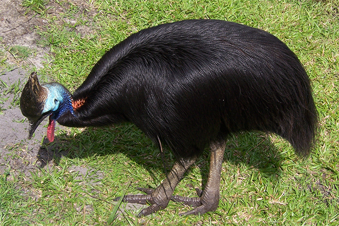 Ave mais perigosa do mundo tem garras afiadas como navalhas