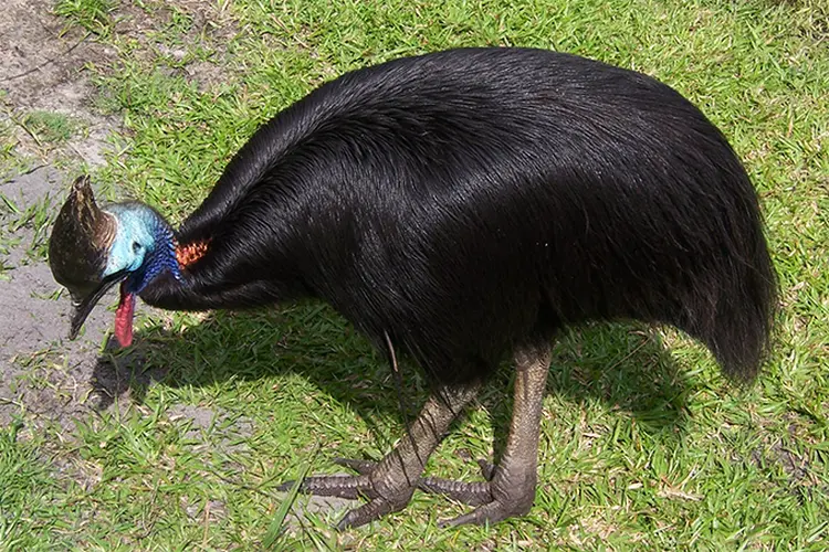 Casuar: animal vive na Austrália e na Nova Guiné (Wikimedia/Reprodução)