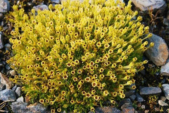 Plantas: duas espécies de ervas, Deschampsia antarctica e Colobanthus quitensis, emergem nos meses do verão austral na Antártica, considerada um laboratório natural