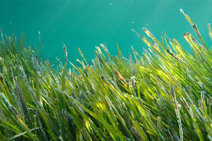 Cientistas estão maravilhados com descoberta de "abelhas do mar"