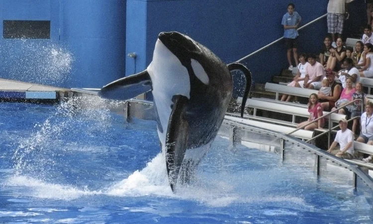 Tilikum: a saúde de Tilikum tinha se deteriorado nesse último ano (Mathieu Belanger/Reuters)