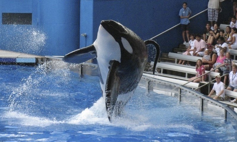 Morre Tilikum, a orca do SeaWorld que protagonizou "Blackfish"