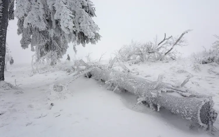 Frio: árvores cobertas por neve na montanha de Feldberg na Alemanha, em 8 de janeiro de 2017 (Kai Pfaffenbach/Reuters)