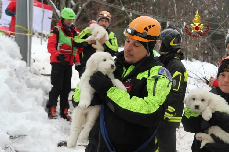 Cachorrinhos: equipes ainda trabalham no resgate de sobreviventes após avalanche (Vigili del Fuoco/Reuters)