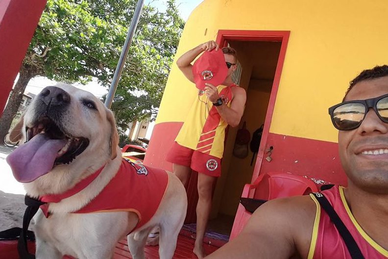 Este labrador é o primeiro cão salva-vidas do Brasil