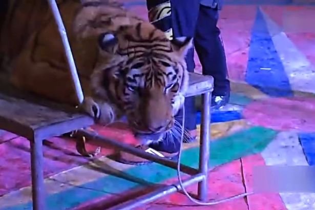 Circo na China amarra tigre ameaçado para público tirar selfie