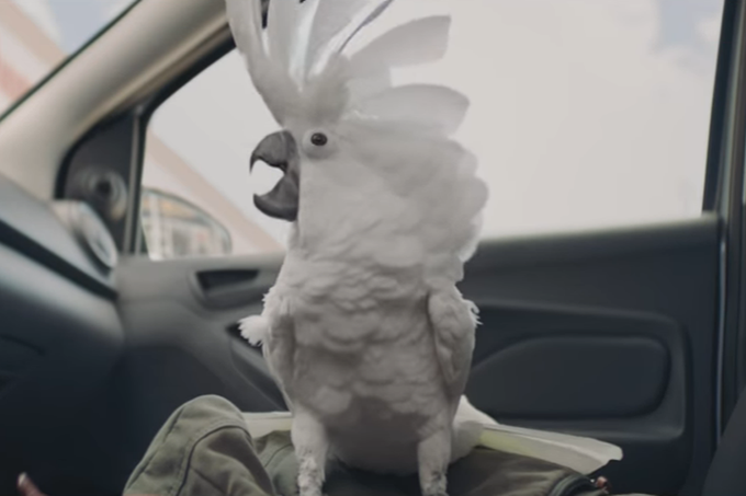 Cacatua vira DJ em comercial da Ford