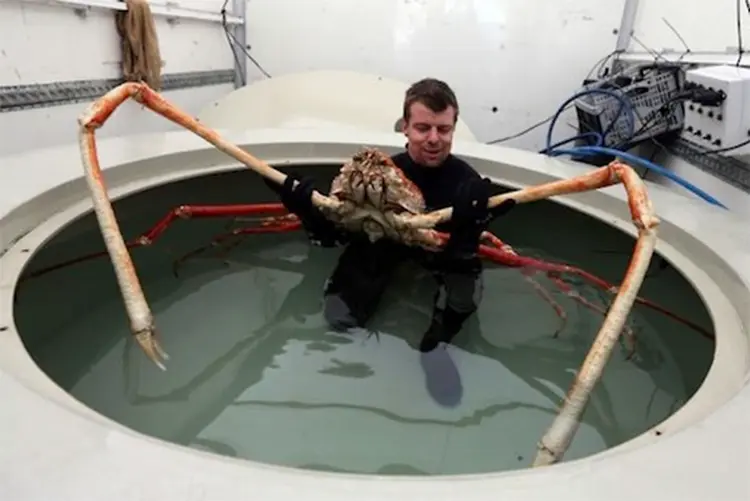 Caranguejo-aranha-gigante: animal é alvo de pesca na costa do Japão (Reprodução)