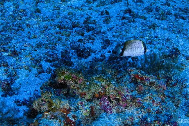 Corais: entidades alertam para o risco da exploração de petróleo na região (Greenpeace/Divulgação)