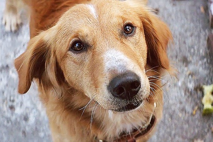 É verdade que cachorros sofrem quando os donos se separam?