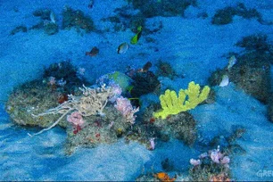 Imagem referente à matéria: Proteção da biodiversidade nos mares e oceanos é 1º grande acordo da COP16