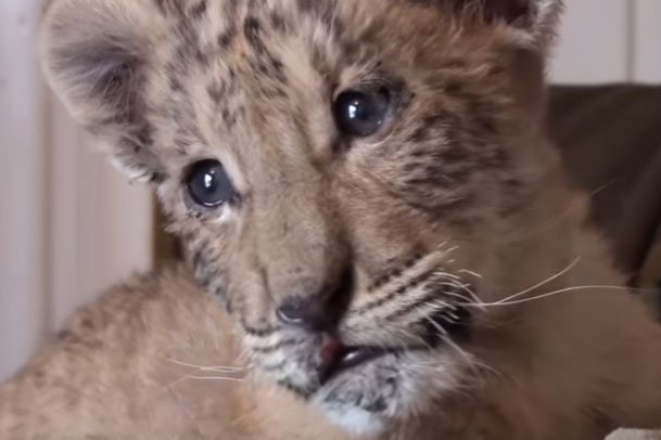 Raro híbrido de leão e tigre nasce em zoológico da Rússia