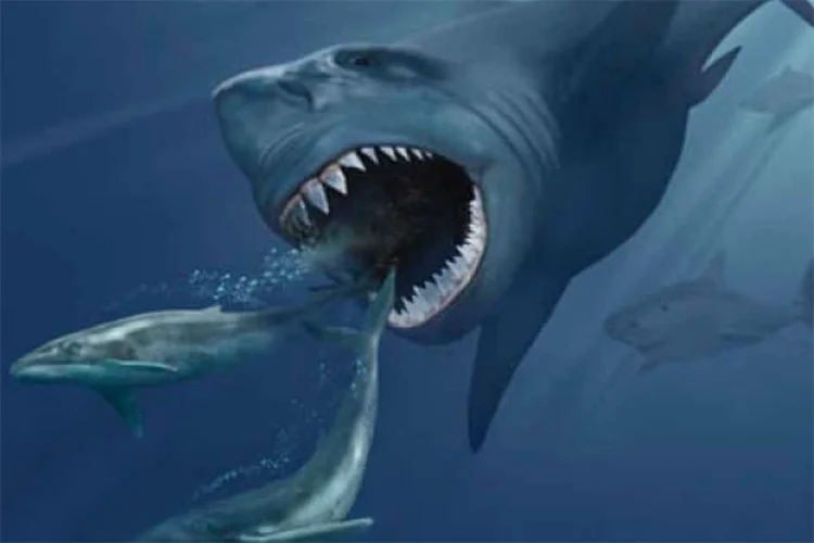 Megalodon: tubarão se alimentava de baleias anãs (Reprodução/Wikimedia Commons)