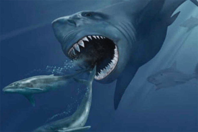 Maior tubarão que já existiu pode ter morrido de fome