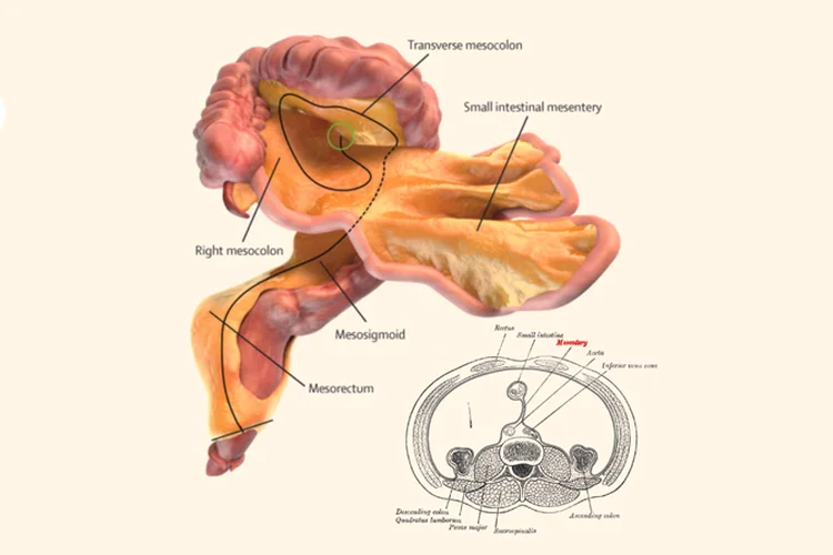 Mesentério: a estrutura já foi definida como órgão pelo livro Gray's Anatomy (J Calvin Coffey/D Peter O'Leary/Henry Vandyke Carter/Lancet/Divulgação)