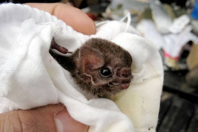 Morcego: o resultado foi publicado na revista Acta Chiropterologica, especializada em morcegos (Gerry Carter/Creative Commons/Divulgação)
